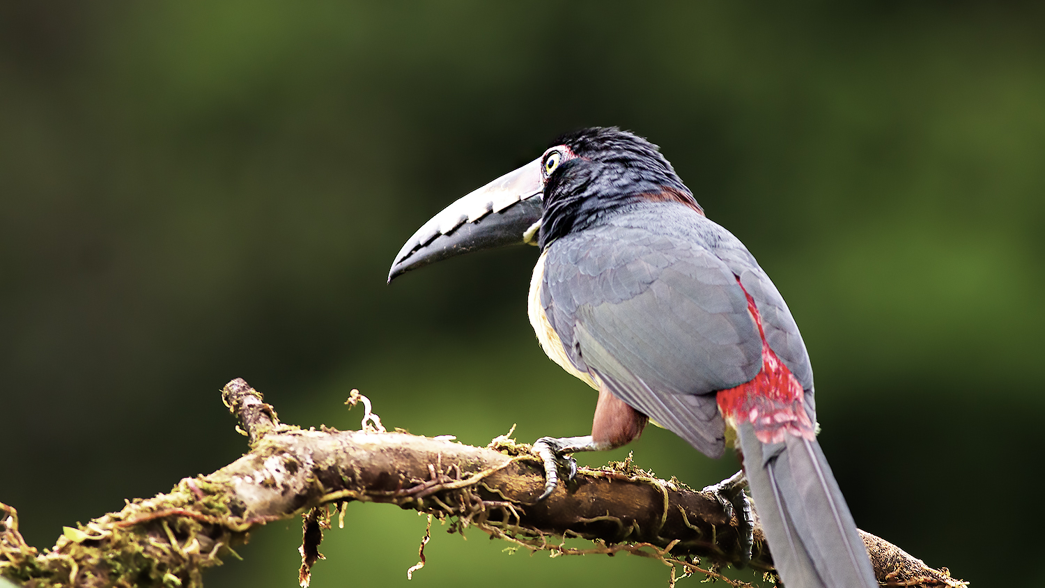 Collared Aracari